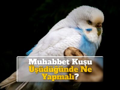 Muhabbet Kuşu Üşüdüğünde Ne Yapmalı?