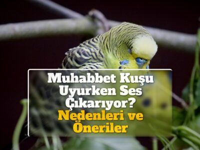 Muhabbet Kuşu Uyurken Ses Çıkarıyor? Nedenleri ve Öneriler