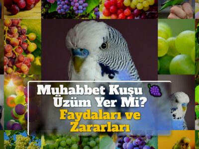 Muhabbet Kuşu Üzüm Yer Mi? Faydaları ve Zararları