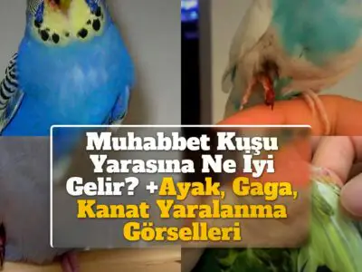 Muhabbet Kuşu Yarasına Ne İyi Gelir? +Ayak, Gaga, Kanat Yaralanma Görselleri