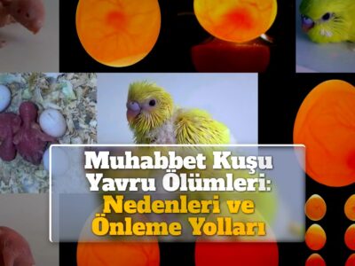 Muhabbet Kuşu Yavru Ölümleri: Nedenleri ve Önleme Yolları