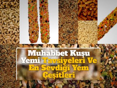 Muhabbet Kuşu Yemi Tavsiyeleri Ve En Sevdiği Yem Çeşitleri