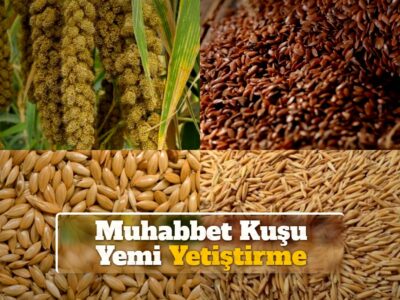 Muhabbet Kuşu Yemi Yetiştirme