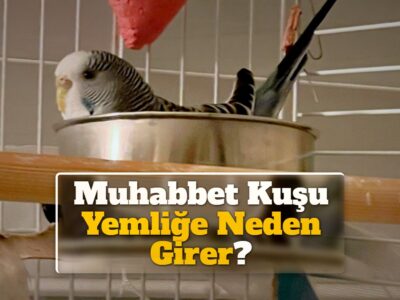 Muhabbet Kuşu Yemliğe Neden Girer?