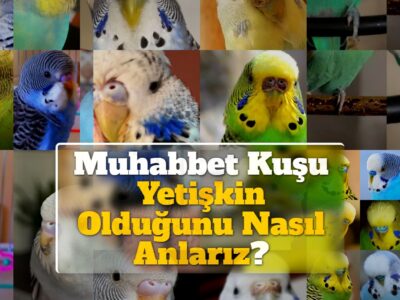 Muhabbet Kuşu Yetişkin Olduğunu Nasıl Anlarız? +Fiziksel ve Davranışsal Belirtiler