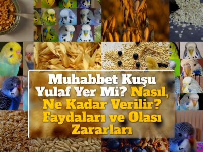 Muhabbet Kuşu Yulaf Yer Mi? Nasıl, Ne Kadar Verilir? Faydaları ve Olası Zararları