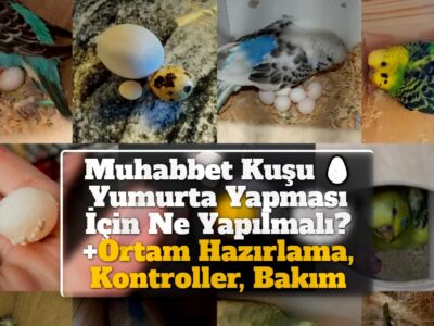 Muhabbet Kuşu Yumurta Yapması İçin Ne Yapılmalı? +Ortam Hazırlama, Kontroller, Bakım