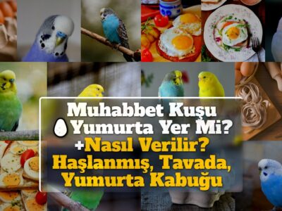 Muhabbet Kuşu Yumurta Yer Mi? +Nasıl Verilir? Haşlanmış, Tavada, Yumurta Kabuğu