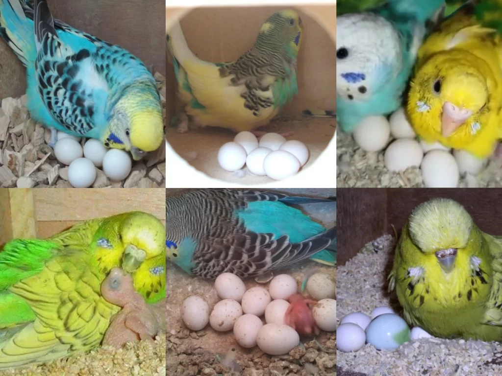 Muhabbet Kuşu Yumurtası Ne Kadar Sürede Çıkar? +Etki Eden Faktörler