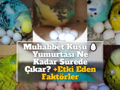 Muhabbet Kuşu Yumurtası Ne Kadar Sürede Çıkar? +Etki Eden Faktörler