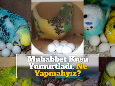 Muhabbet Kuşu Yumurtladı, Ne Yapmalıyız?