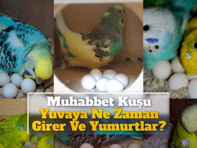 Muhabbet Kuşu Yuvaya Ne Zaman Girer Ve Yumurtlar?