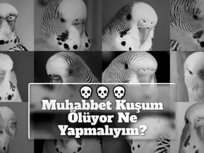 Muhabbet Kuşum Ölüyor Ne Yapmalıyım?