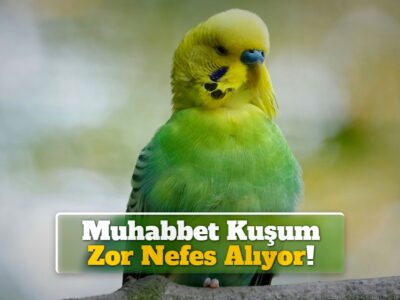 Muhabbet Kuşum Zor Nefes Alıyor!