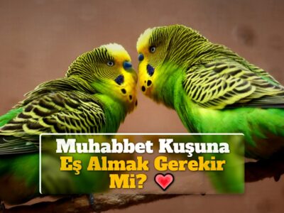 Muhabbet Kuşuna Eş Almak Gerekir Mi?