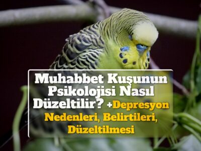 Muhabbet Kuşunun Psikolojisi Nasıl Düzeltilir? +Depresyon Nedenleri, Belirtileri, Düzeltilmesi