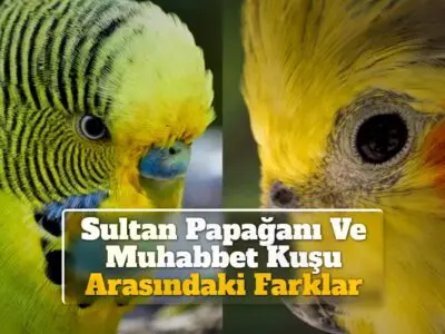 Sultan Papağanı Ve Muhabbet Kuşu Arasındaki Farklar