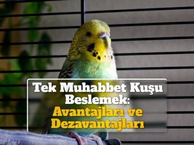 Tek Muhabbet Kuşu Beslemek: Avantajları ve Dezavantajları