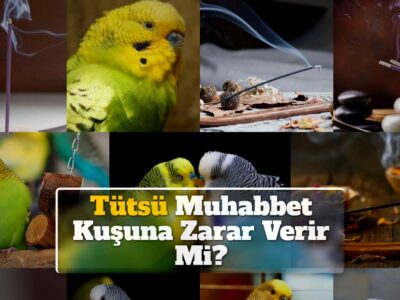 Tütsü Muhabbet Kuşuna Zarar Verir Mi?