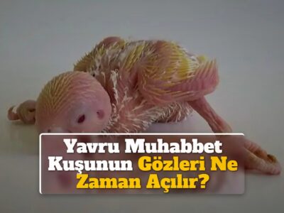 Yavru Muhabbet Kuşunun Gözleri Ne Zaman Açılır?