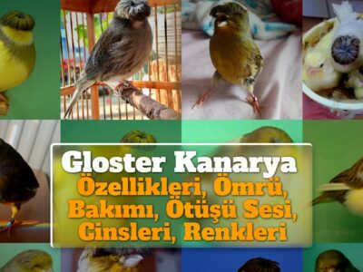 Gloster Kanarya: Cinsleri, Özellikleri, Ömrü, Bakımı, Ötüşü Sesi, Renkleri, Fiyatları, Üretimi