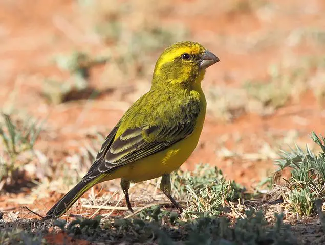 Kanarya Çeşitleri, Özellikleri, Ötüşleri, İsimleri Rehberi: Gloster, Border, Lizard, Malta, Tepeli, Yorkshire +Fiyatları