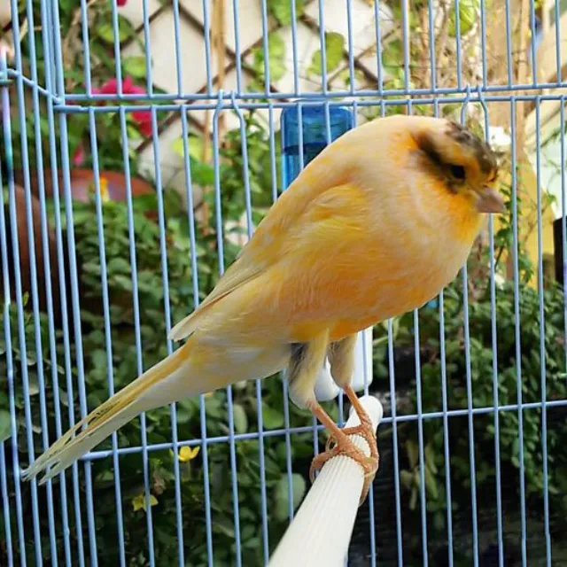 Kanarya Çeşitleri, Özellikleri, Ötüşleri, İsimleri Rehberi: Gloster, Border, Lizard, Malta, Tepeli, Yorkshire +Fiyatları