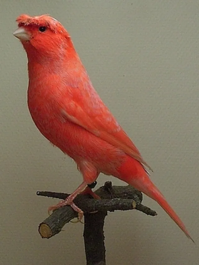 Kanarya Çeşitleri, Özellikleri, Ötüşleri, İsimleri Rehberi: Gloster, Border, Lizard, Malta, Tepeli, Yorkshire +Fiyatları