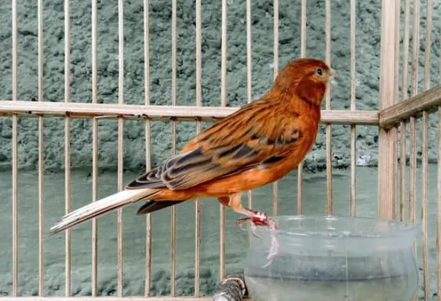 Kanarya Çeşitleri, Özellikleri, Ötüşleri, İsimleri Rehberi: Gloster, Border, Lizard, Malta, Tepeli, Yorkshire +Fiyatları