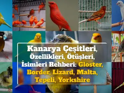 Kanarya Çeşitleri, Özellikleri, Ötüşleri, İsimleri Rehberi: Gloster, Border, Lizard, Malta, Tepeli, Yorkshire +Fiyatları