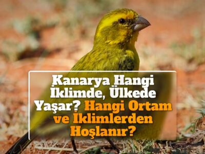 Kanarya Hangi İklimde, Ülkede Yaşar? Hangi Ortam ve İklimlerden Hoşlanır?