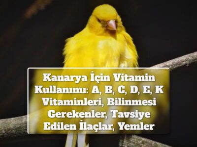 Kanarya İçin Vitamin Kullanımı: A, B, C, D, E, K Vitaminleri, Bilinmesi Gerekenler, Tavsiye Edilen İlaçlar, Yemler