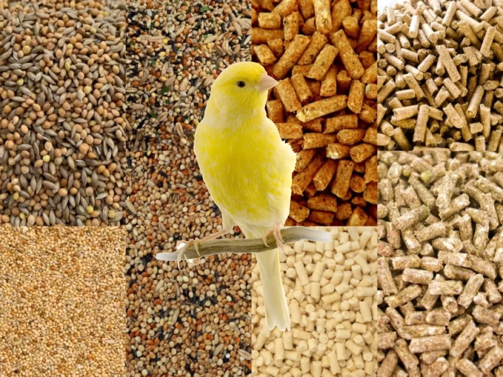 Kanarya Kuşları Ne Yer? Yem Tercihleri, Doğada ve Evde Beslenme, İdeal Yem Tavsiyeleri