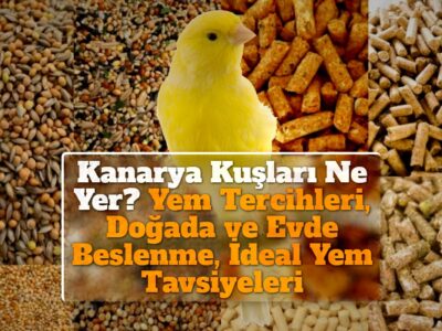 Kanarya Kuşları Ne Yer? Yem Tercihleri, Doğada ve Evde Beslenme, İdeal Yem Tavsiyeleri