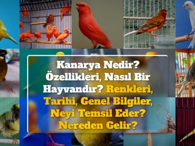 Kanarya Nedir? Özellikleri, Nasıl Bir Hayvandır? Renkleri, Tarihi, Genel Bilgiler, Neyi Temsil Eder? Nereden Gelir?