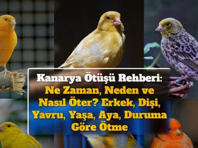 Kanarya Ötüşü: Ne Zaman, Neden ve Nasıl Öter? Erkek, Dişi, Yavru, Yaşa, Aya, Duruma Göre Ötme Zamanları ve Ötüş Sırları