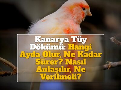 Kanarya Tüy Dökümü: Hangi Ayda Olur, Ne Kadar Sürer? Nasıl Anlaşılır, Ne Verilmeli? Hastalık, Aşırı Tüy Dökme, Tüyden Hızlı Çıkma Süreci