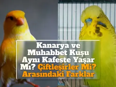 Kanarya ve Muhabbet Kuşu Aynı Kafeste Yaşar Mı? Çiftleşirler Mi? Arasındaki Farklar