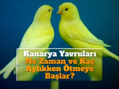 Kanarya Yavruları Ne Zaman ve Kaç Aylıkken Ötmeye Başlar?