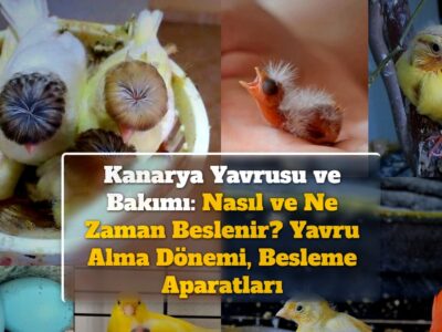 Kanarya Yavrusu ve Bakımı: Nasıl ve Ne Zaman Beslenir? Yavru Alma Dönemi, Besleme Aparatları