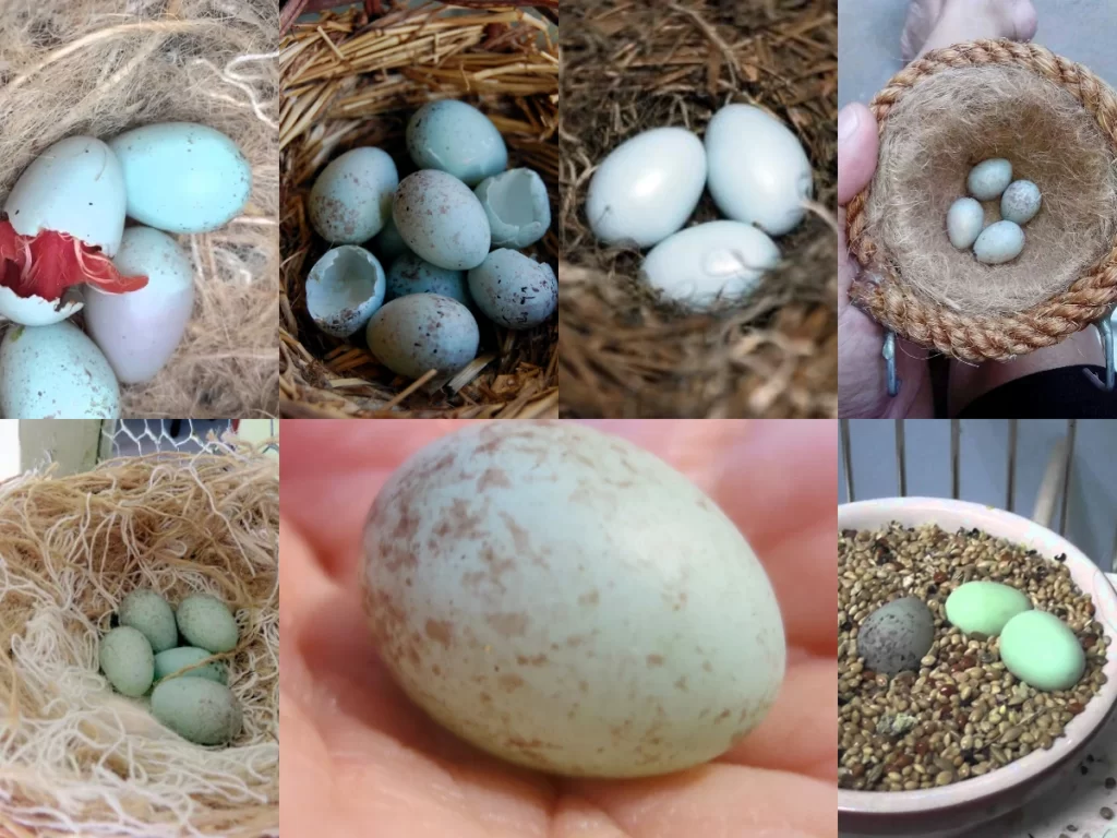 Kanarya Yumurtlama Rehberi: Yumurtlama Zamanı, Kuluçka Süreci, Yumurta Rengi: Ne Zaman ve Nasıl Anlaşılır?