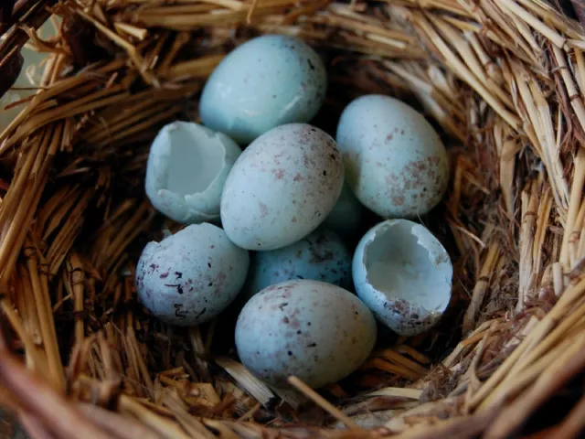 Kanarya Yumurtlama Rehberi: Yumurtlama Zamanı, Kuluçka Süreci, Yumurta Rengi: Ne Zaman ve Nasıl Anlaşılır?