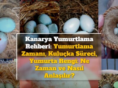 Kanarya Yumurtlama Rehberi: Yumurtlama Zamanı, Kuluçka Süreci, Yumurta Rengi: Ne Zaman ve Nasıl Anlaşılır?