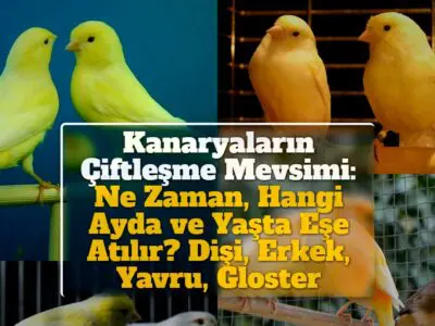 Kanaryaların Çiftleşme Mevsimi: Ne Zaman, Hangi Ayda ve Yaşta Eşe Atılır? Dişi, Erkek, Yavru, Gloster