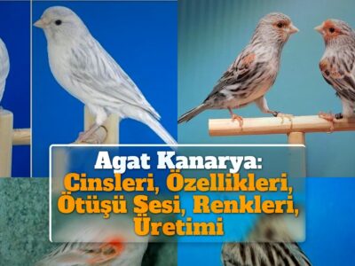 Agat Kanarya: Cinsleri, Özellikleri, Ötüşü Sesi, Renkleri, Üretimi