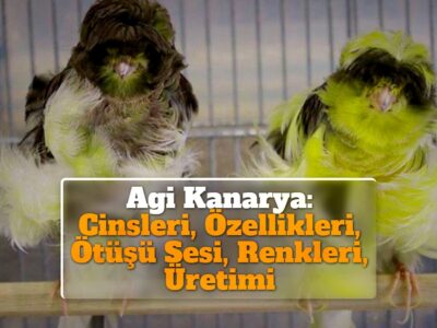 Agi Kanarya: Cinsleri, Özellikleri, Ötüşü Sesi, Renkleri, Fiyatları, Üretimi