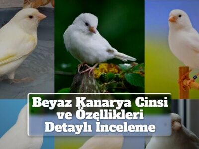 Beyaz Kanarya Cinsi ve Özellikleri Detaylı İnceleme