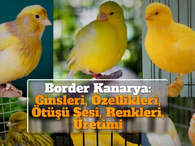 Border Kanarya: Cinsleri, Özellikleri, Ötüşü Sesi, Renkleri, Fiyatları, Üretimi