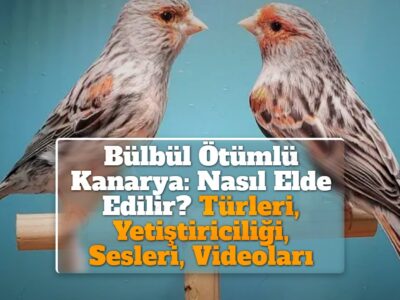 Bülbül Ötümlü Kanarya: Nasıl Elde Edilir? Türleri, Yetiştiriciliği, Sesleri, Videoları