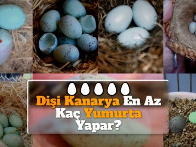 Dişi Kanarya En Az Kaç Yumurta Yapar?